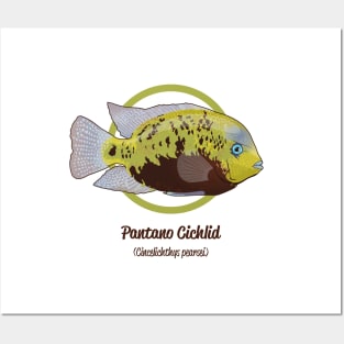 Pantano Cichlid Posters and Art